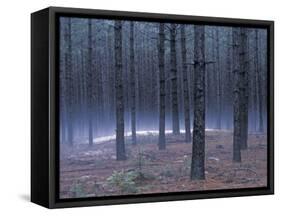 Snow on a Native American Burial Mound Near the Wolf River, Wisconsin-null-Framed Stretched Canvas