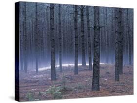 Snow on a Native American Burial Mound Near the Wolf River, Wisconsin-null-Stretched Canvas