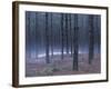 Snow on a Native American Burial Mound Near the Wolf River, Wisconsin-null-Framed Photographic Print