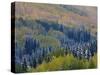 Snow on Aspen Trees in Fall, Red Mountain Pass, Ouray, Rocky Mountains, Colorado, USA-Rolf Nussbaumer-Stretched Canvas