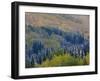 Snow on Aspen Trees in Fall, Red Mountain Pass, Ouray, Rocky Mountains, Colorado, USA-Rolf Nussbaumer-Framed Photographic Print