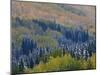 Snow on Aspen Trees in Fall, Red Mountain Pass, Ouray, Rocky Mountains, Colorado, USA-Rolf Nussbaumer-Mounted Photographic Print