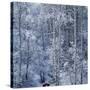 Snow on Aspen Trees in Forest-Ken Redding-Stretched Canvas