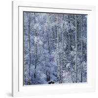 Snow on Aspen Trees in Forest-Ken Redding-Framed Photographic Print