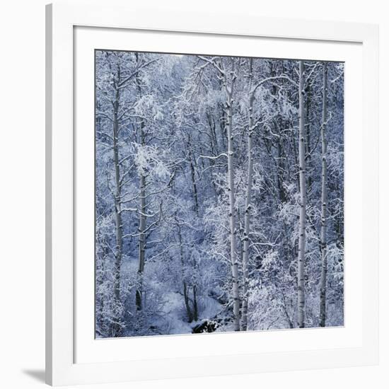 Snow on Aspen Trees in Forest-Ken Redding-Framed Photographic Print