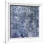 Snow on Aspen Trees in Forest-Ken Redding-Framed Photographic Print