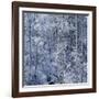 Snow on Aspen Trees in Forest-Ken Redding-Framed Photographic Print