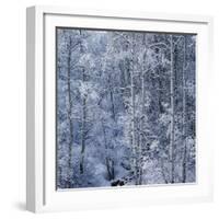 Snow on Aspen Trees in Forest-Ken Redding-Framed Photographic Print