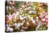 Snow on Autumn Vine Maple-Craig Tuttle-Stretched Canvas