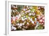 Snow on Autumn Vine Maple-Craig Tuttle-Framed Photographic Print