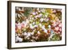 Snow on Autumn Vine Maple-Craig Tuttle-Framed Photographic Print