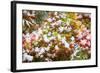 Snow on Autumn Vine Maple-Craig Tuttle-Framed Photographic Print