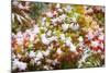 Snow on Autumn Vine Maple-Craig Tuttle-Mounted Photographic Print