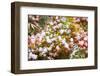 Snow on Autumn Vine Maple-Craig Tuttle-Framed Photographic Print