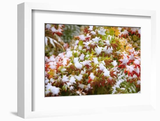 Snow on Autumn Vine Maple-Craig Tuttle-Framed Photographic Print