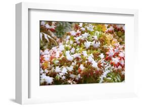 Snow on Autumn Vine Maple-Craig Tuttle-Framed Photographic Print