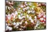 Snow on Autumn Vine Maple-Craig Tuttle-Mounted Photographic Print