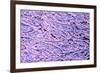 Snow on Branches-Adrian Bicker-Framed Photographic Print