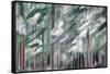 Snow on Cedars-Ursula Abresch-Framed Stretched Canvas