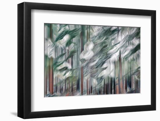 Snow on Cedars-Ursula Abresch-Framed Photographic Print