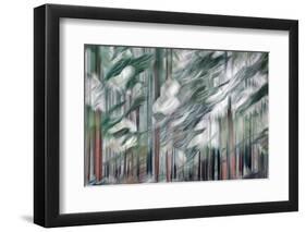 Snow on Cedars-Ursula Abresch-Framed Photographic Print