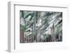 Snow on Cedars-Ursula Abresch-Framed Photographic Print