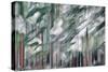 Snow on Cedars-Ursula Abresch-Stretched Canvas