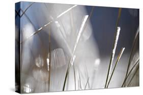 Snow on Grass, Durmitor Np, Montenegro, October 2008-Radisics-Stretched Canvas