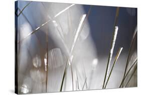 Snow on Grass, Durmitor Np, Montenegro, October 2008-Radisics-Stretched Canvas