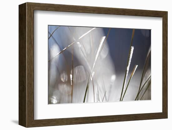 Snow on Grass, Durmitor Np, Montenegro, October 2008-Radisics-Framed Photographic Print