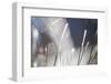 Snow on Grass, Durmitor Np, Montenegro, October 2008-Radisics-Framed Photographic Print