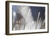 Snow on Grass, Durmitor Np, Montenegro, October 2008-Radisics-Framed Photographic Print