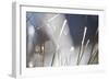 Snow on Grass, Durmitor Np, Montenegro, October 2008-Radisics-Framed Photographic Print