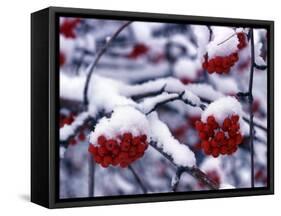 Snow on Mountain Ash Berries, Utah, USA-Howie Garber-Framed Stretched Canvas