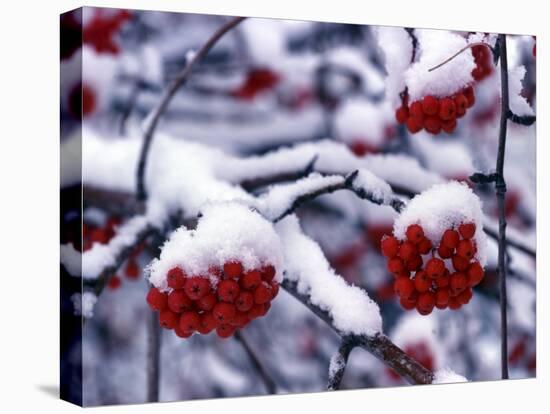 Snow on Mountain Ash Berries, Utah, USA-Howie Garber-Stretched Canvas