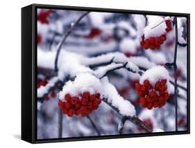 Snow on Mountain Ash Berries, Utah, USA-Howie Garber-Framed Stretched Canvas