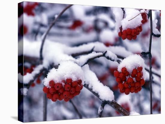 Snow on Mountain Ash Berries, Utah, USA-Howie Garber-Stretched Canvas