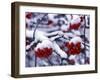 Snow on Mountain Ash Berries, Utah, USA-Howie Garber-Framed Photographic Print