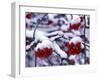 Snow on Mountain Ash Berries, Utah, USA-Howie Garber-Framed Photographic Print