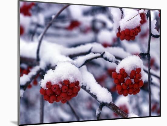 Snow on Mountain Ash Berries, Utah, USA-Howie Garber-Mounted Photographic Print
