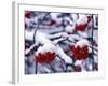 Snow on Mountain Ash Berries, Utah, USA-Howie Garber-Framed Photographic Print