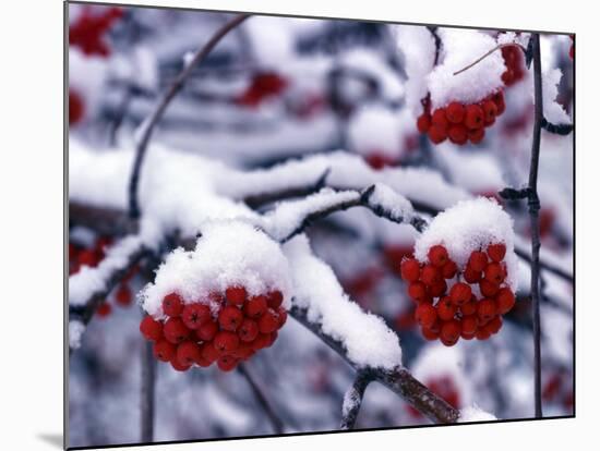 Snow on Mountain Ash Berries, Utah, USA-Howie Garber-Mounted Photographic Print