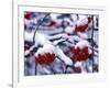 Snow on Mountain Ash Berries, Utah, USA-Howie Garber-Framed Photographic Print