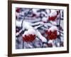 Snow on Mountain Ash Berries, Utah, USA-Howie Garber-Framed Photographic Print