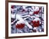 Snow on Mountain Ash Berries, Utah, USA-Howie Garber-Framed Photographic Print