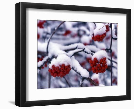 Snow on Mountain Ash Berries, Utah, USA-Howie Garber-Framed Photographic Print