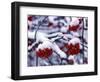 Snow on Mountain Ash Berries, Utah, USA-Howie Garber-Framed Photographic Print