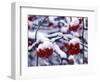 Snow on Mountain Ash Berries, Utah, USA-Howie Garber-Framed Photographic Print