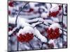 Snow on Mountain Ash Berries, Utah, USA-Howie Garber-Mounted Photographic Print