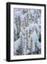 Snow on Rosemary-Cora Niele-Framed Giclee Print